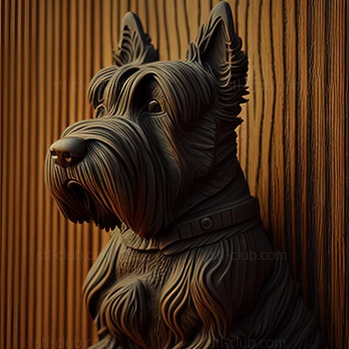 st Scottish Terrier dog